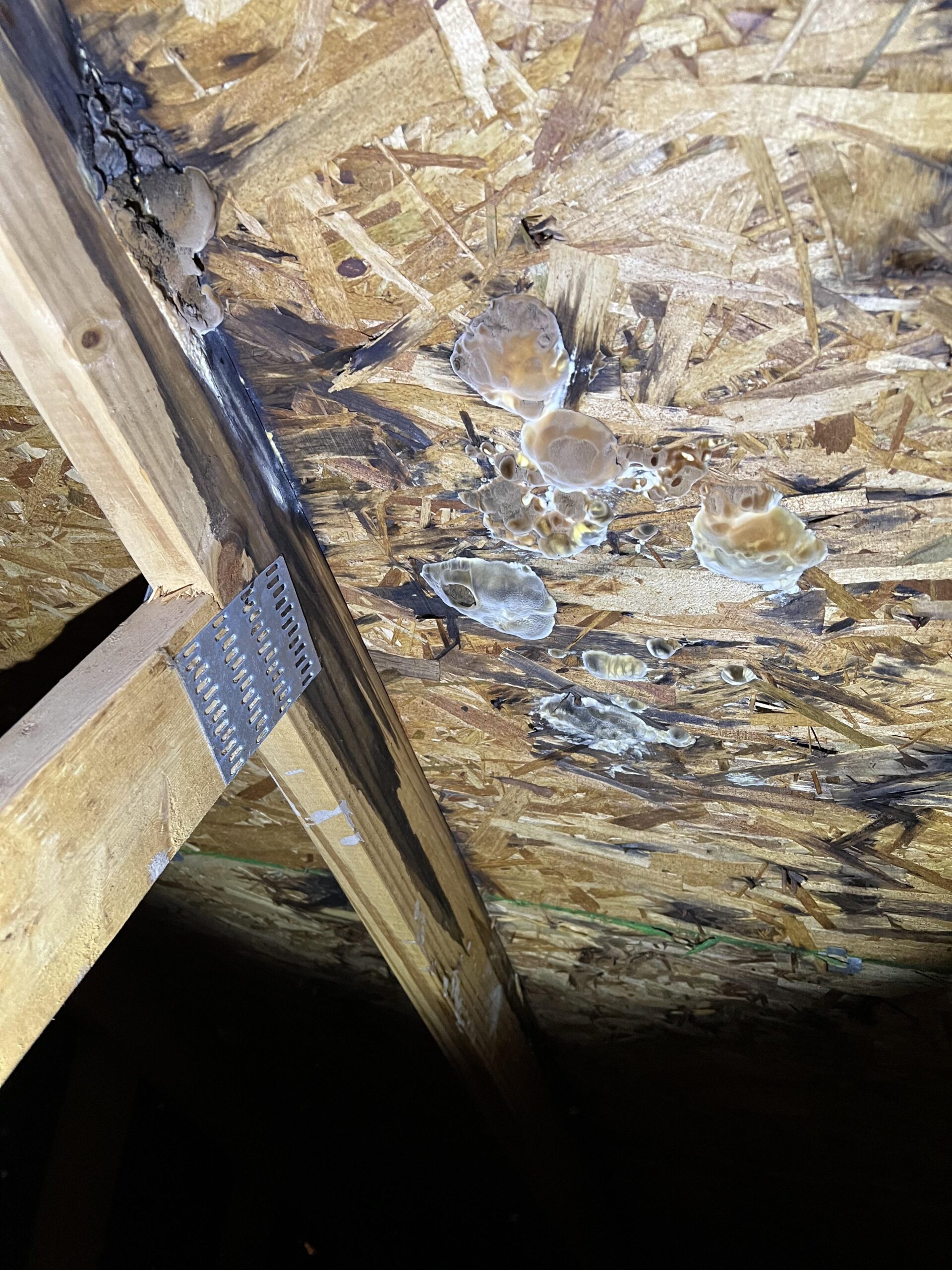 attic mold removal