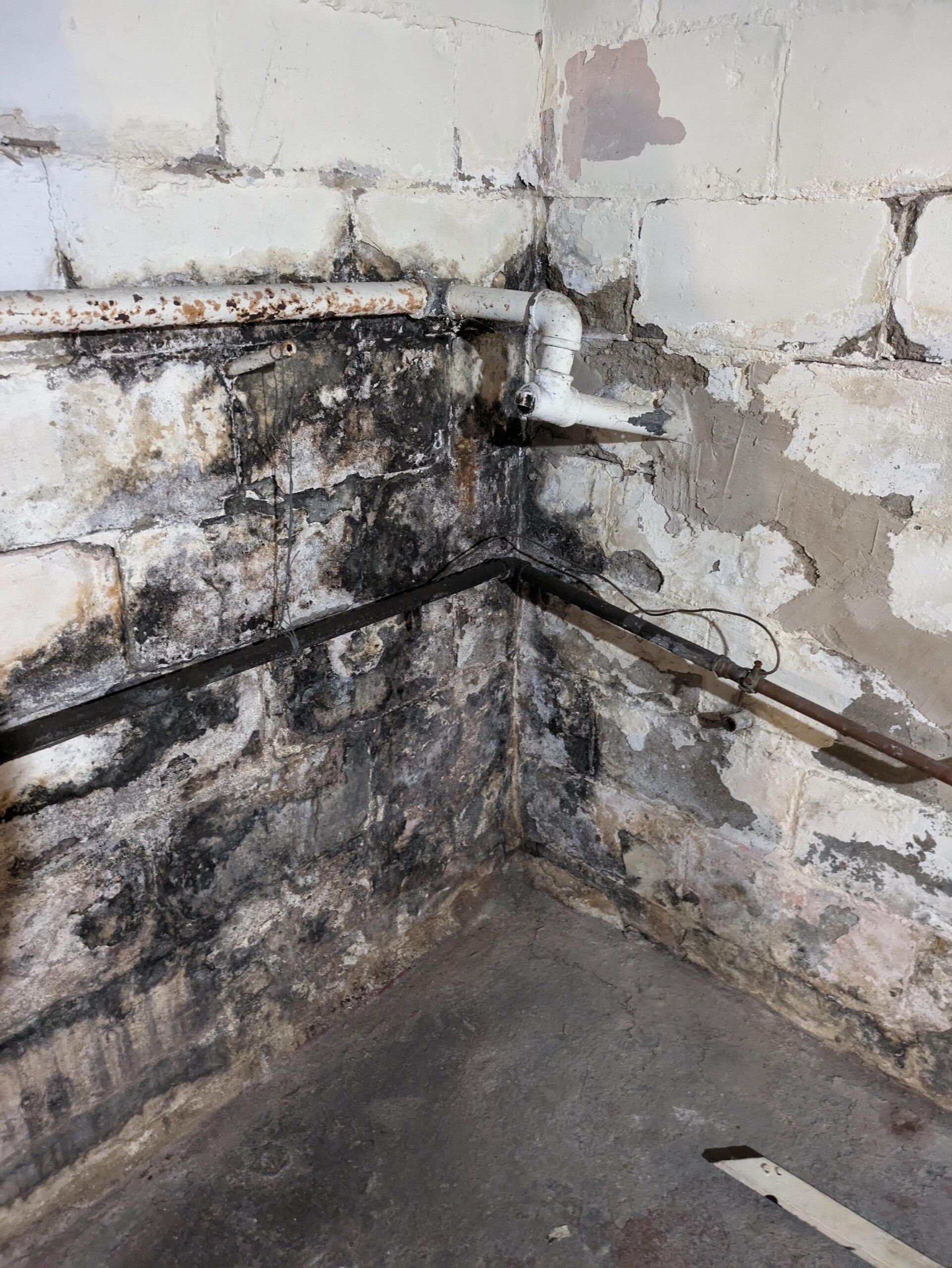 basement mold removal